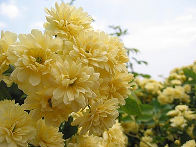a0041508_230621.jpg