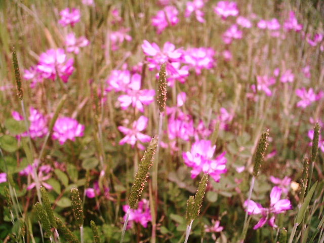 f0079723_07828.jpg