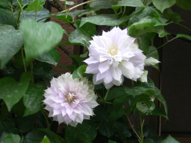 d0046031_2327657.jpg