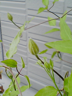 d0005783_2317139.jpg