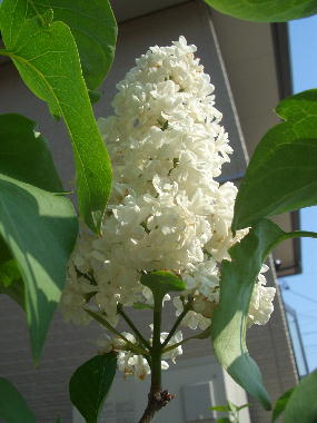 a0051402_1304282.jpg