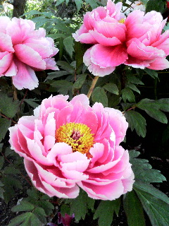b0041520_223861.jpg