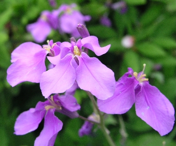 e0071225_725334.jpg
