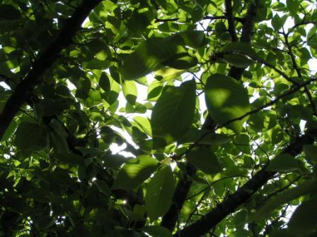 c0034595_18374369.jpg