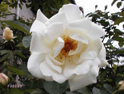 f0059818_8333617.jpg