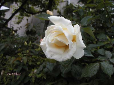 f0059818_833534.jpg