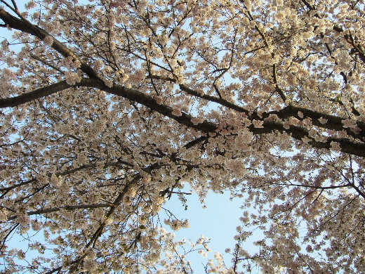 b0015260_13172022.jpg