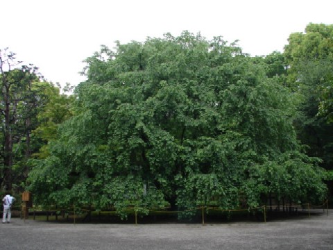 b0061261_2053864.jpg