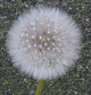 b0039373_20213822.jpg
