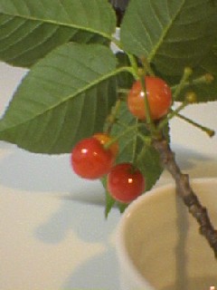 e0063580_22441632.jpg