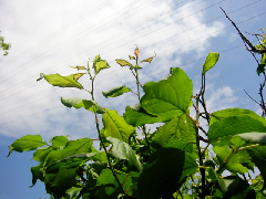 d0017632_10524833.jpg