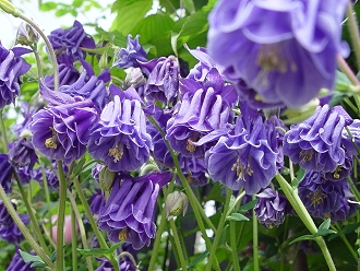 f0060535_13185243.jpg