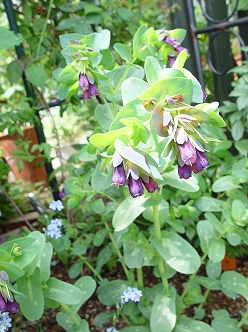 f0060535_1320196.jpg