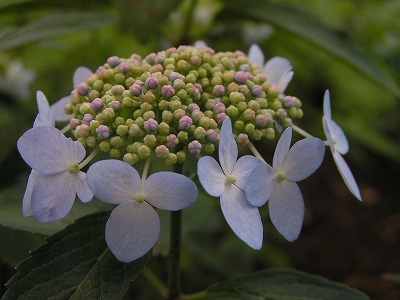 b0078137_22264224.jpg