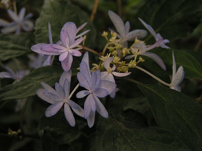 b0078137_22275633.jpg