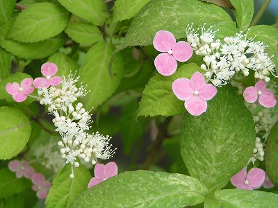 b0078137_22303810.jpg