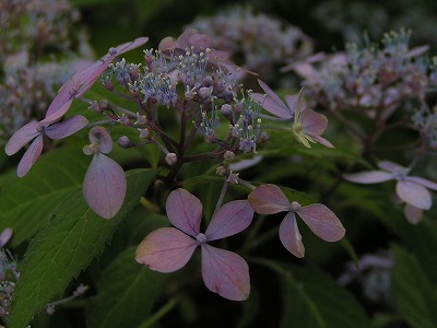 b0078137_22354672.jpg