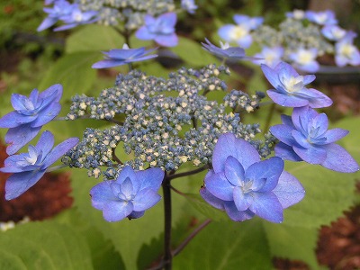 b0078137_22363551.jpg