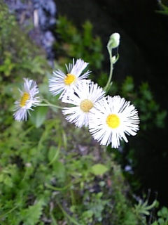c0056237_055368.jpg