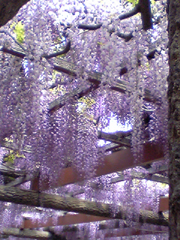 d0048140_14443699.jpg