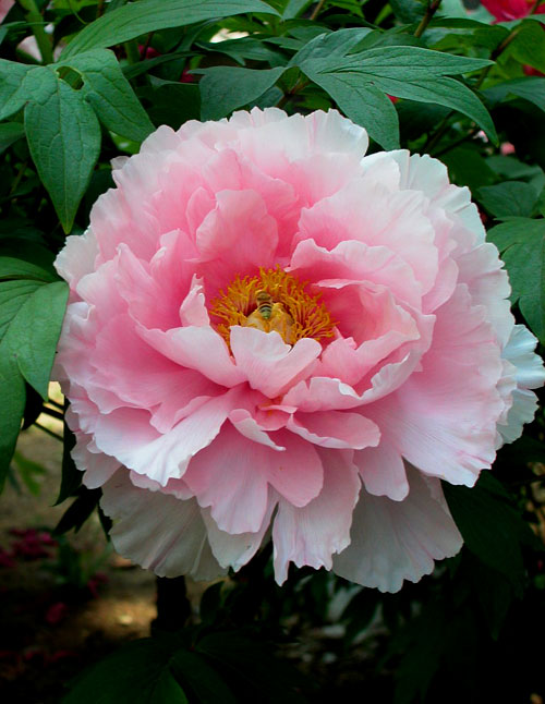 c0009981_4453734.jpg