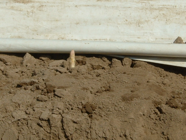 e0028897_512227.jpg