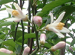 f0060424_11595221.jpg