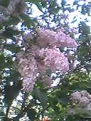 b0080027_0131193.jpg