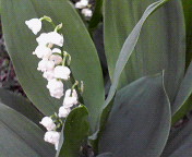 c0046340_2120688.jpg