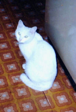 e0087470_2336863.jpg