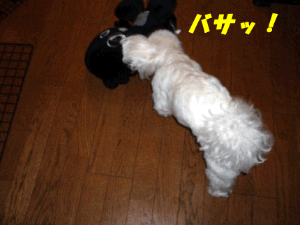b0060071_014535.gif