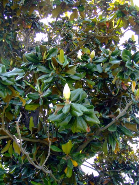 c0062603_14403271.jpg