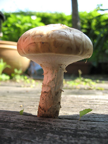 a0065611_143318.jpg