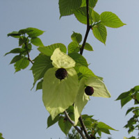 d0033734_11412543.jpg