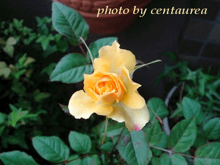 e0057640_22435287.gif