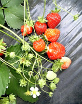 f0032147_2328504.jpg