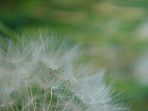 a0024250_231373.jpg