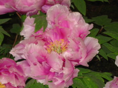 b0039373_17145855.jpg