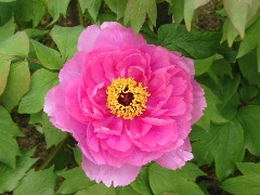 b0039373_1772761.jpg