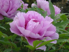 b0039373_17919100.jpg