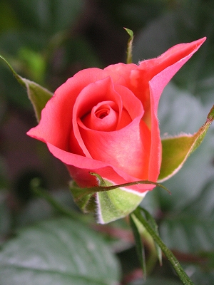 e0031502_23525951.jpg