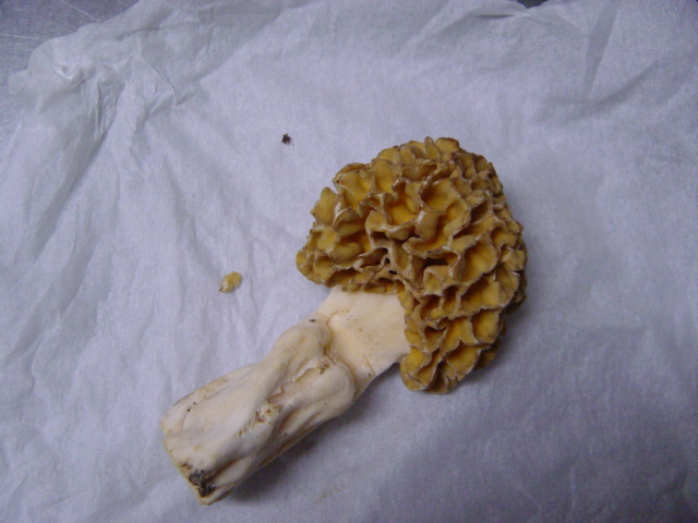 f0064906_17493022.jpg