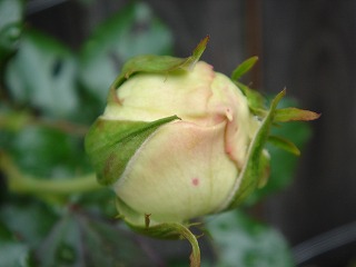 f0054421_642535.jpg