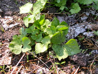 e0004756_19415183.jpg