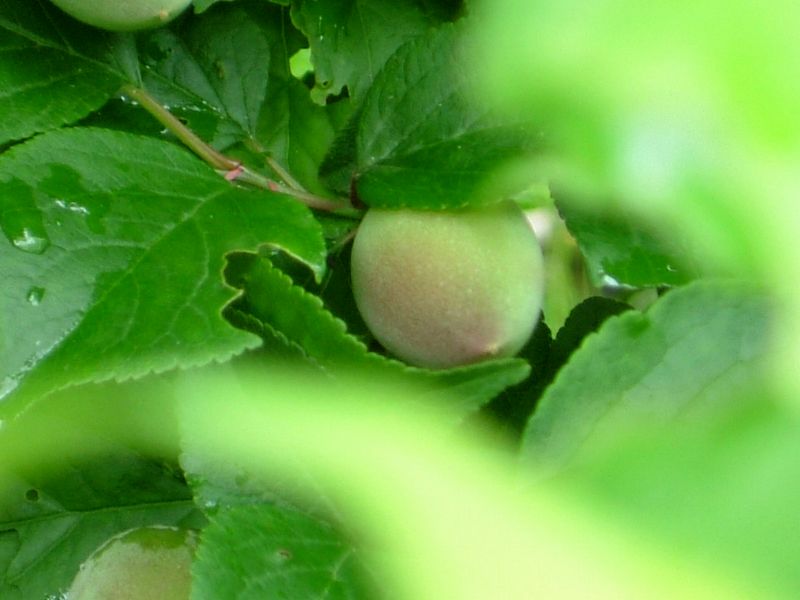 a0009666_1243136.jpg