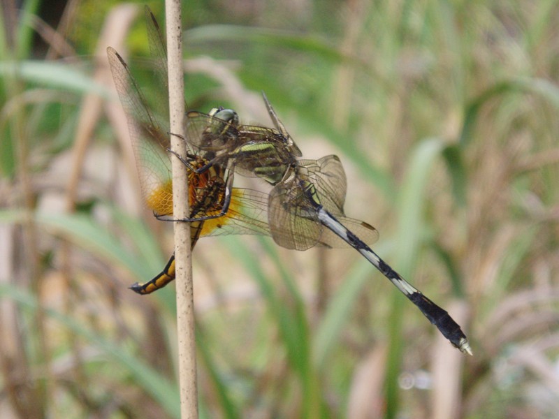 f0083281_18432571.jpg