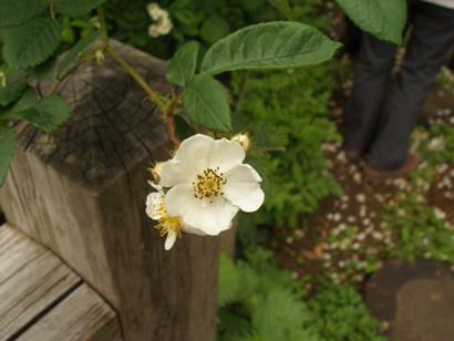 e0083212_16371331.jpg