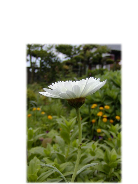 a0004023_6542314.jpg