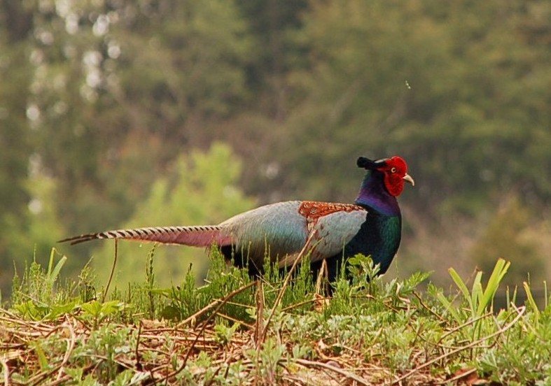 e0009147_21275560.jpg