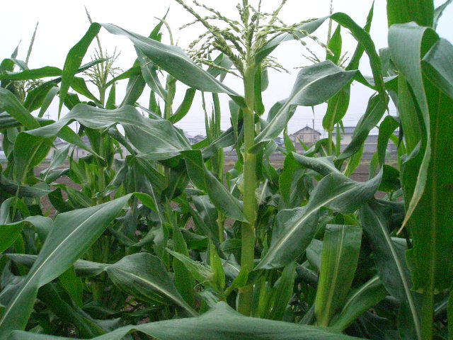 f0009451_22323851.jpg